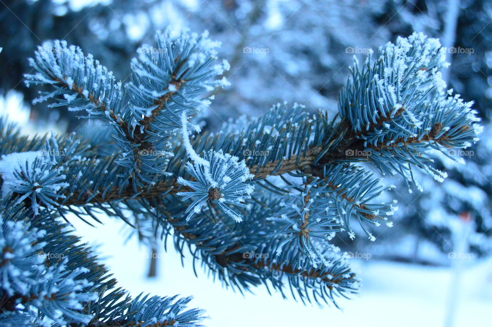 Snow, winter, blue spruce, needles, tree,