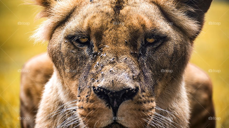 Intimidating Lioness staring at you