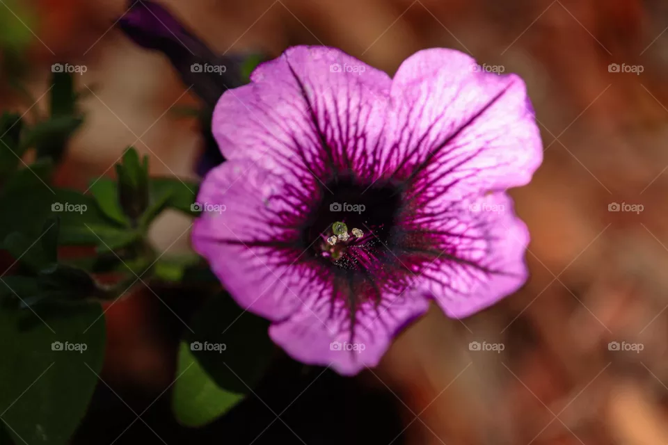 purple flower in the garden