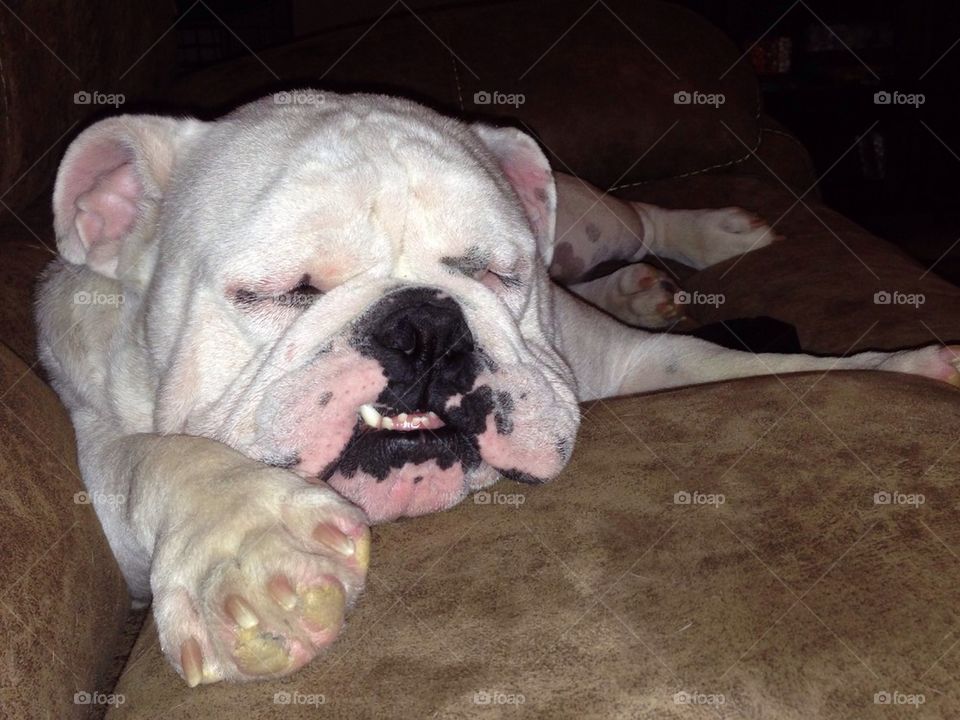 Sleepy bulldog