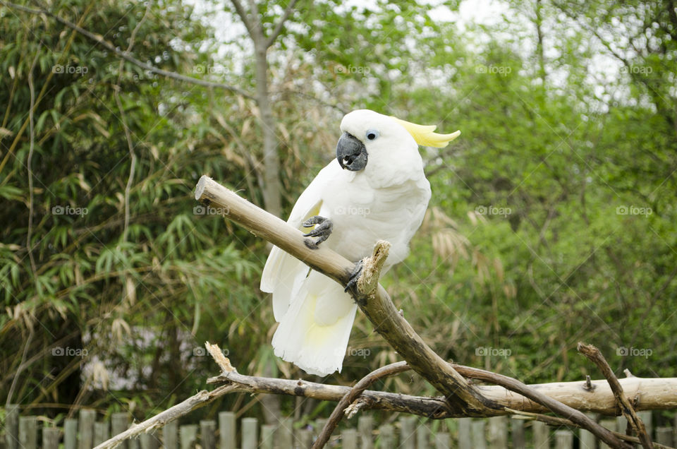 happy in the sun. i call him flipping cause he flios on thr branch all day 