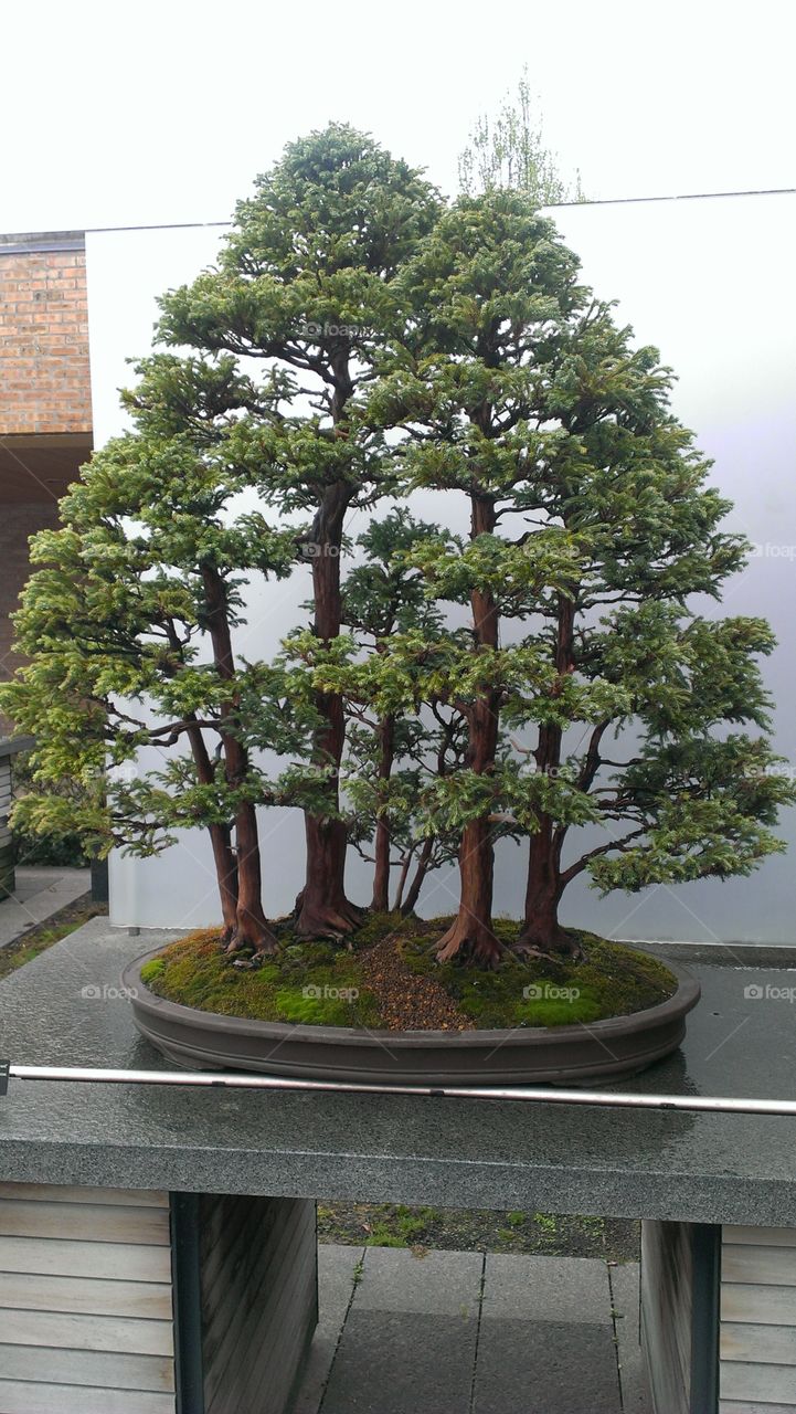 Bonsai Forest. Awesome display at the Chicago Botanical Gardens
