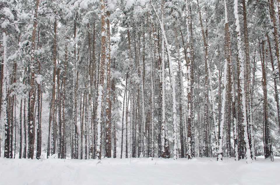 Winter landscape