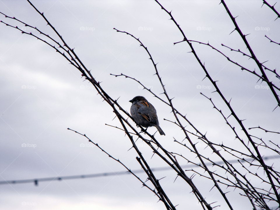 A sparrow on spiked barberry bush