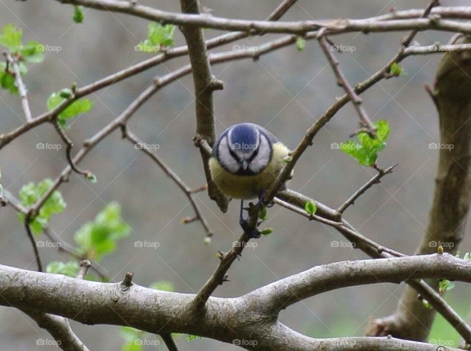 Blue tit