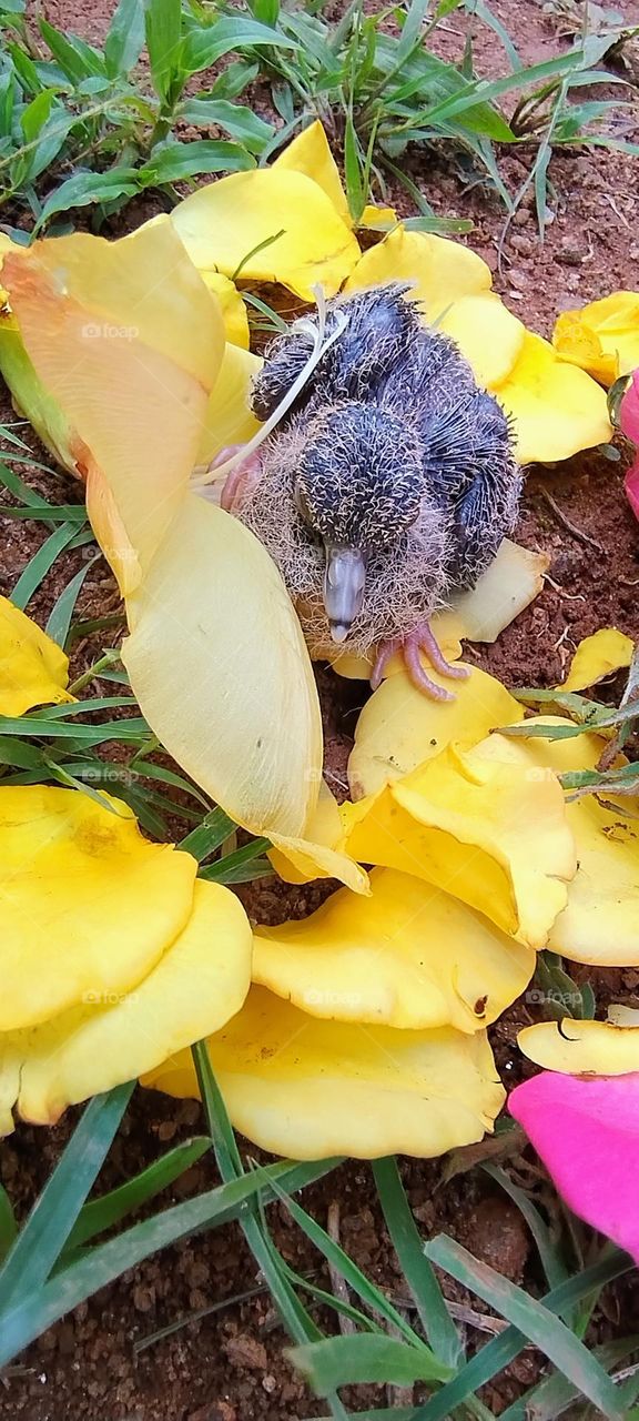 little bird in the colorful nest