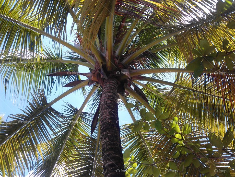 top of a palm tree. a view on palms from the ground