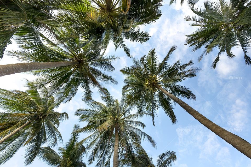 coconut tree and beautiful blue sky