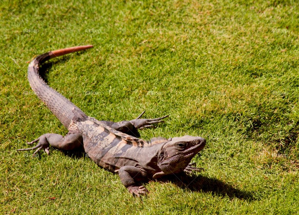 Large lizard out sunning on the grass