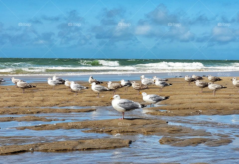 Seagulls on the beach