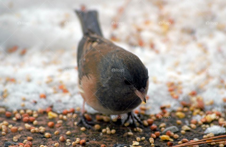 View of bird feeding on grains