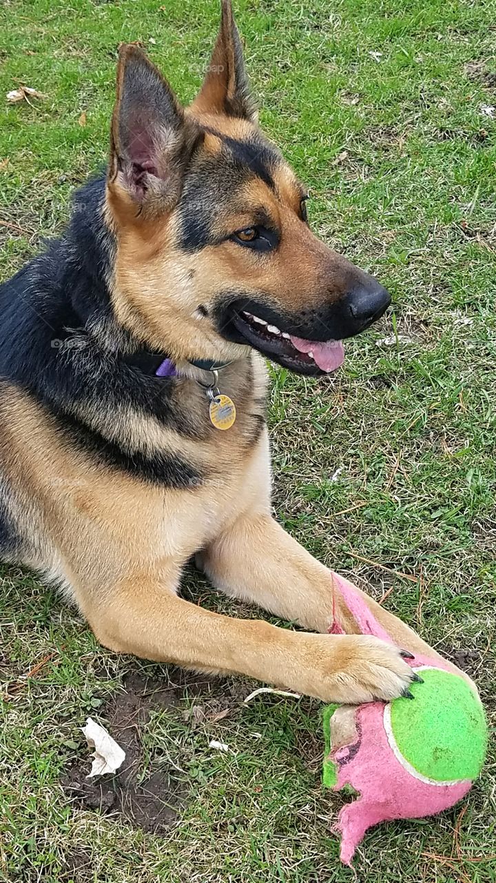 German shepherd playing with a ball