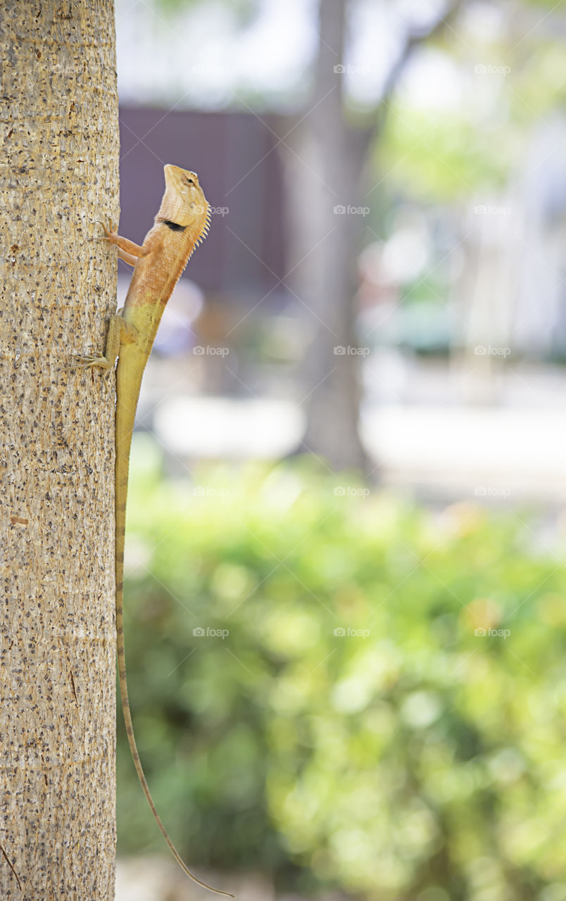 Chameleon orange on a tree Background blurred leaves.