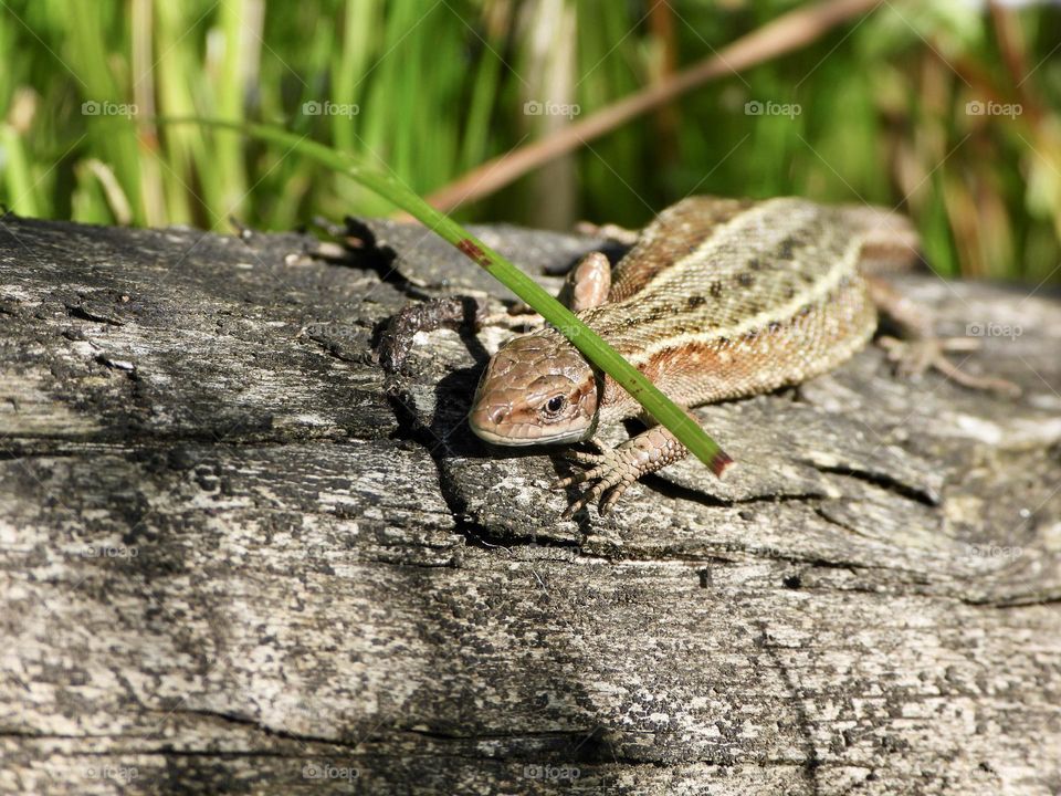 A close up of a lizard 