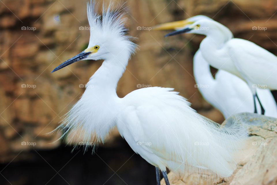 florida white birds bird by sher4492000