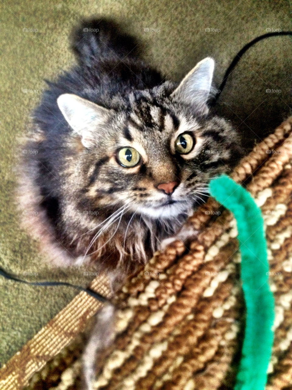 playing cute floor kitty by stykellee