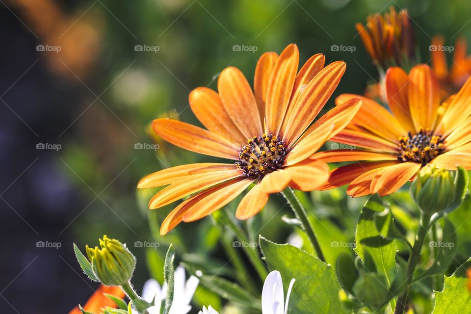 A vibrant colorful portrait of an orange spannish daisy. the beautiful flower is standing in the bright sunlight during summer.