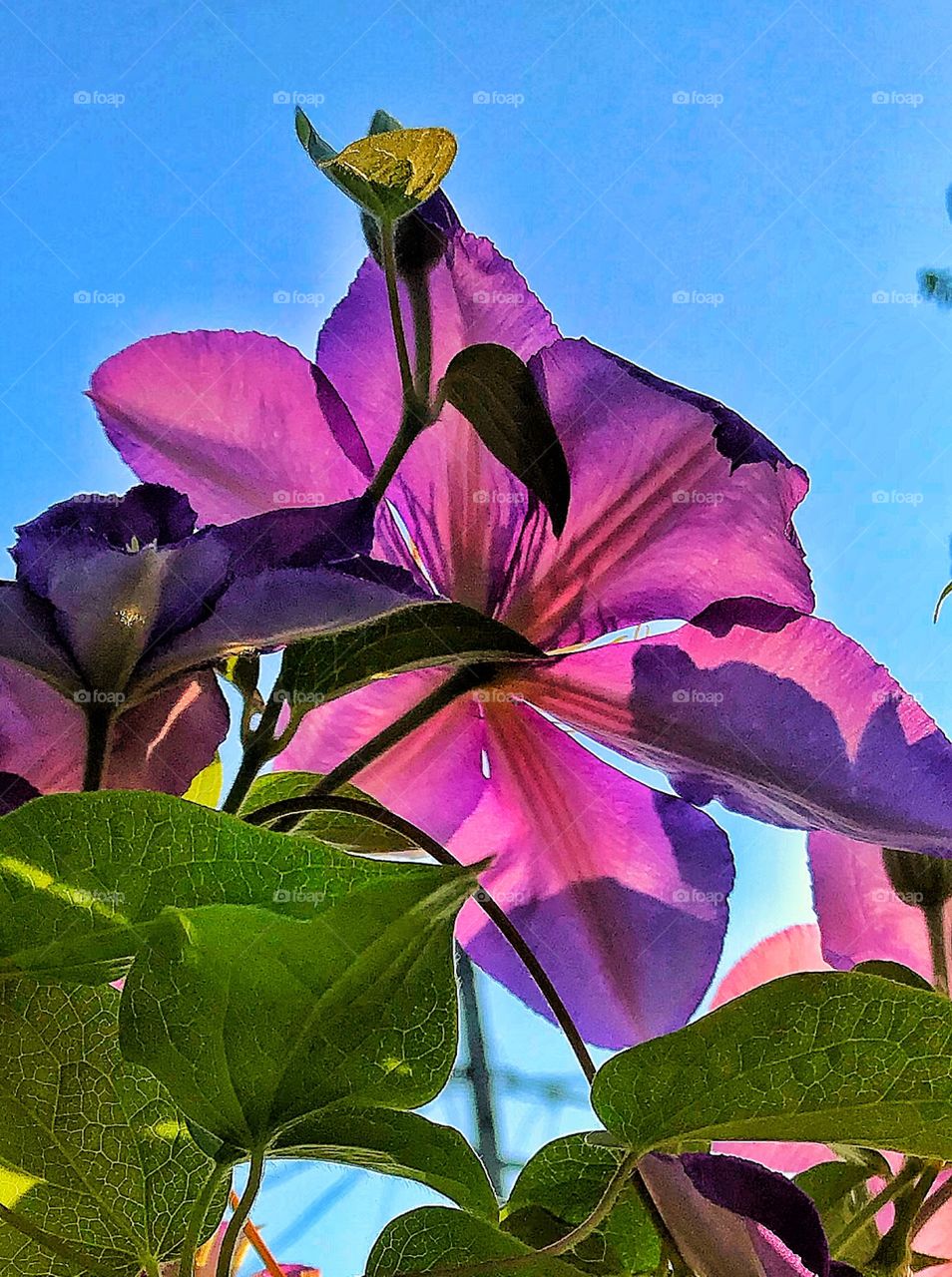 Clematis 
