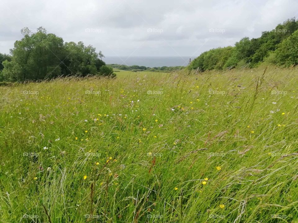 Grass, nature,field,rural