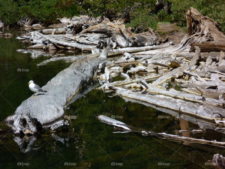 mountain trees lake dead by kenglund