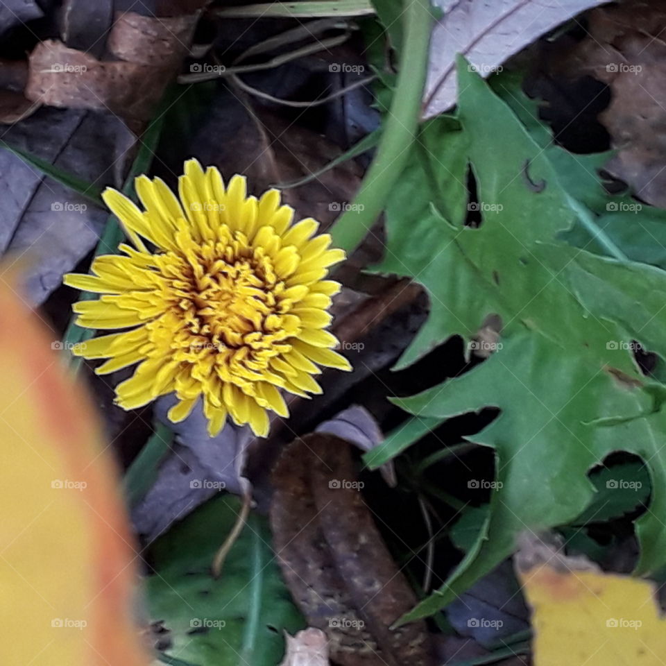 close-up of yellow  dandelion  flower in autumn garden