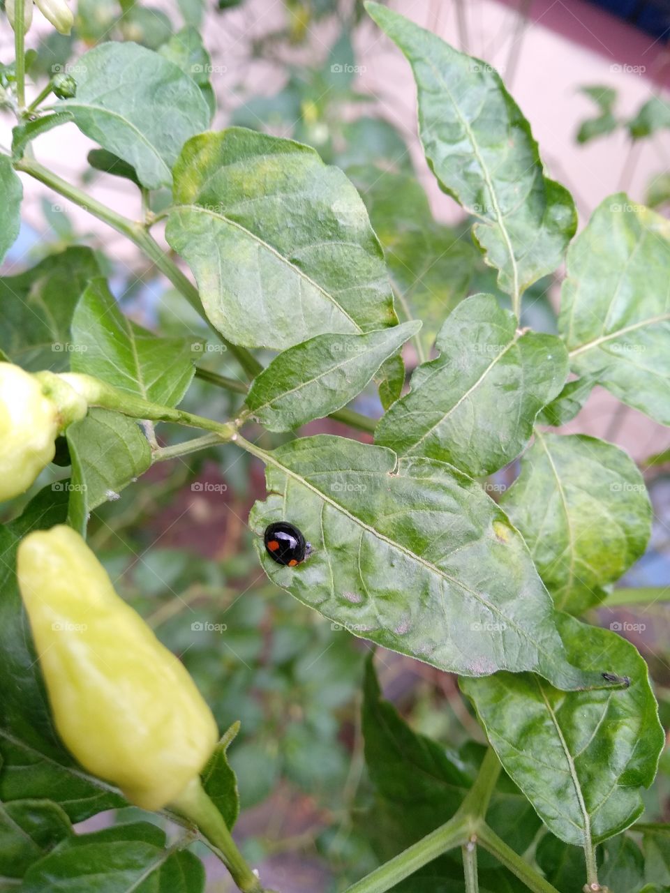 Cabe dan Penggermarnya