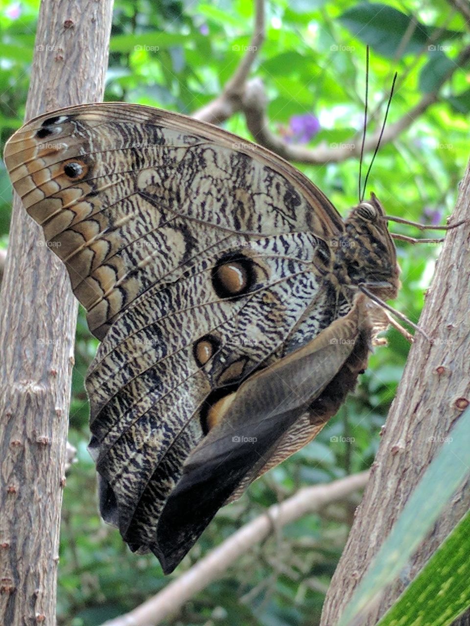 beautiful owl butterfly