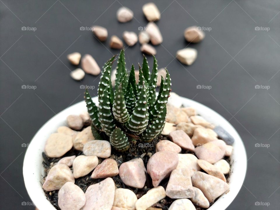 Zebra Haworthia