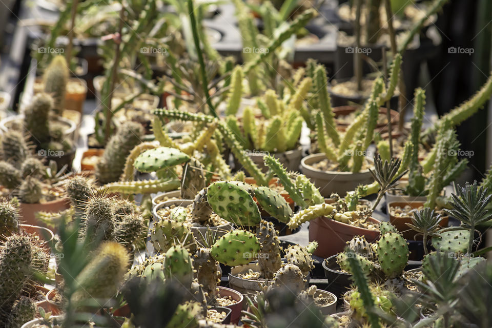 Many Small Cactus For decorative plant on table.