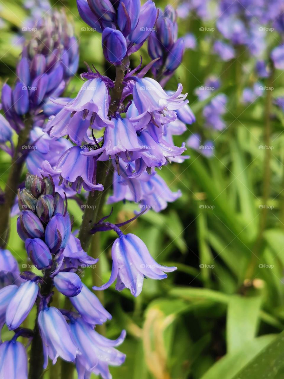 Sweetly scented and gently nodding heads of bluebell Scilla flowers