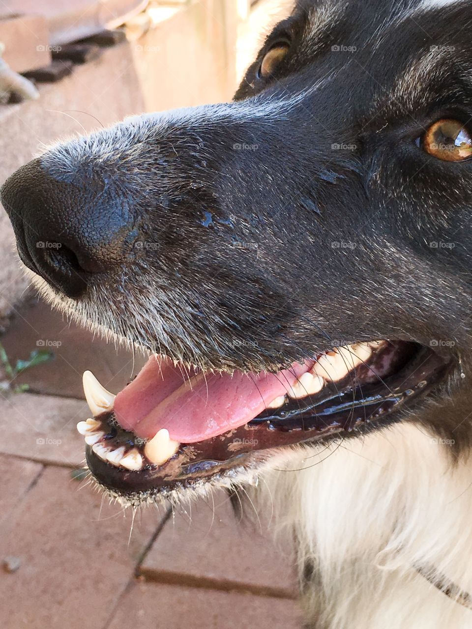 Dog smile, border collie sheepdog closeup headshot smiling happy content
