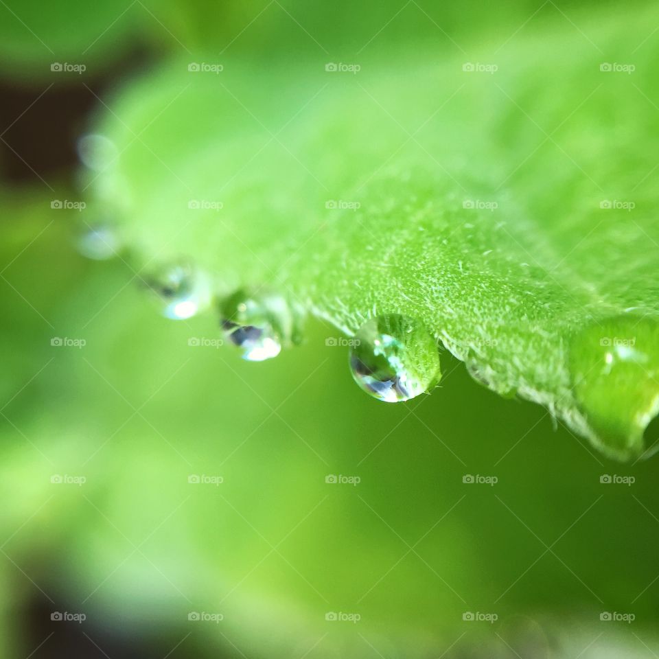 Water drops on green leaf