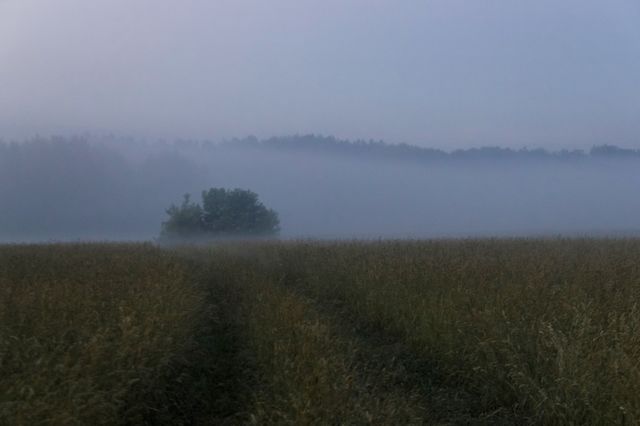 Mystical View 