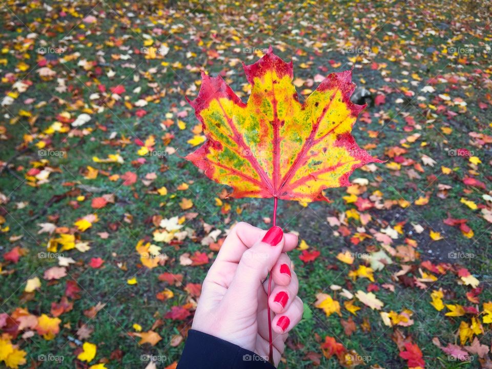 Colorful leaves