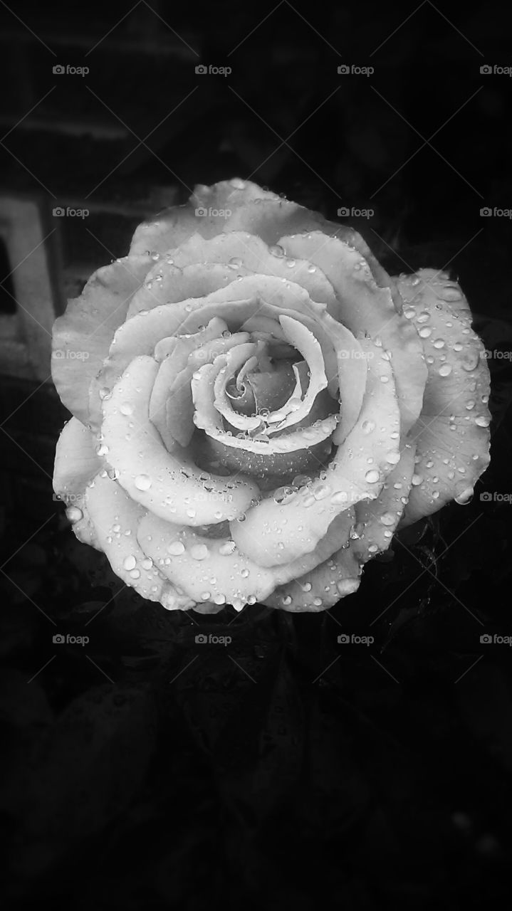 black rose. this is a photo using my new tablet camera