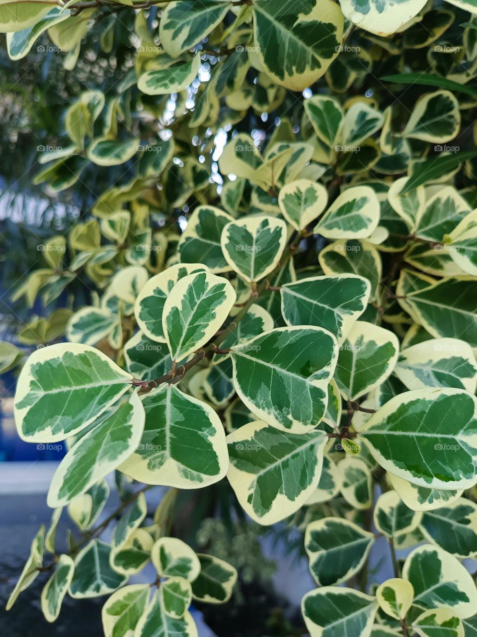 green leaves alive