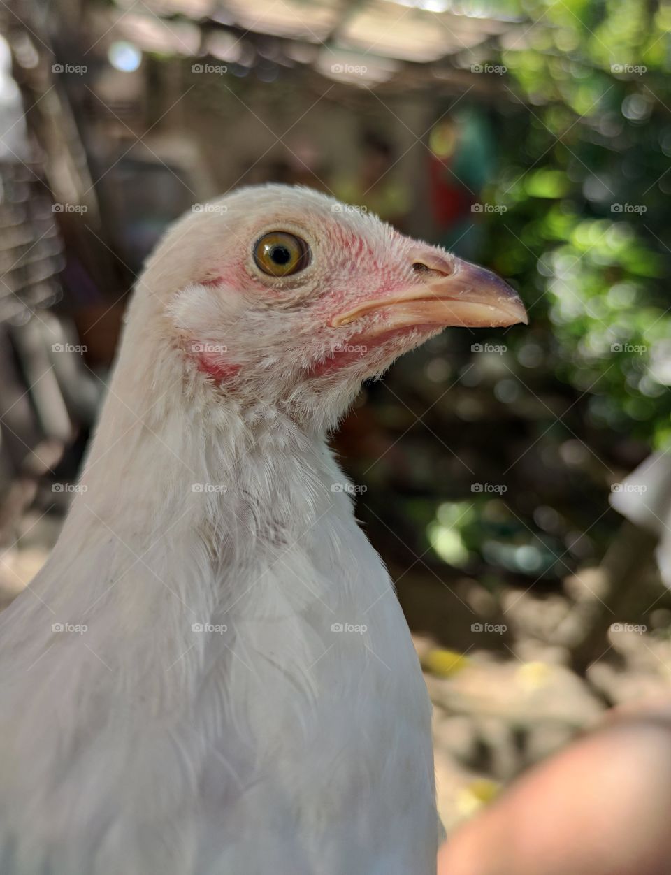 white chicken