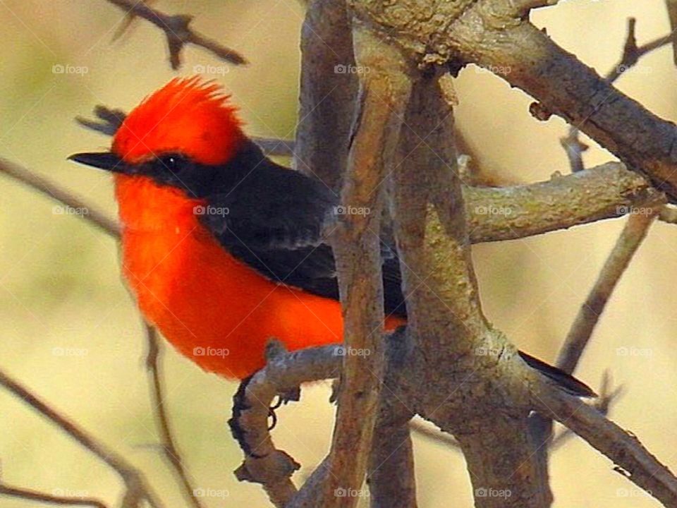 Vermillion Flycatcher