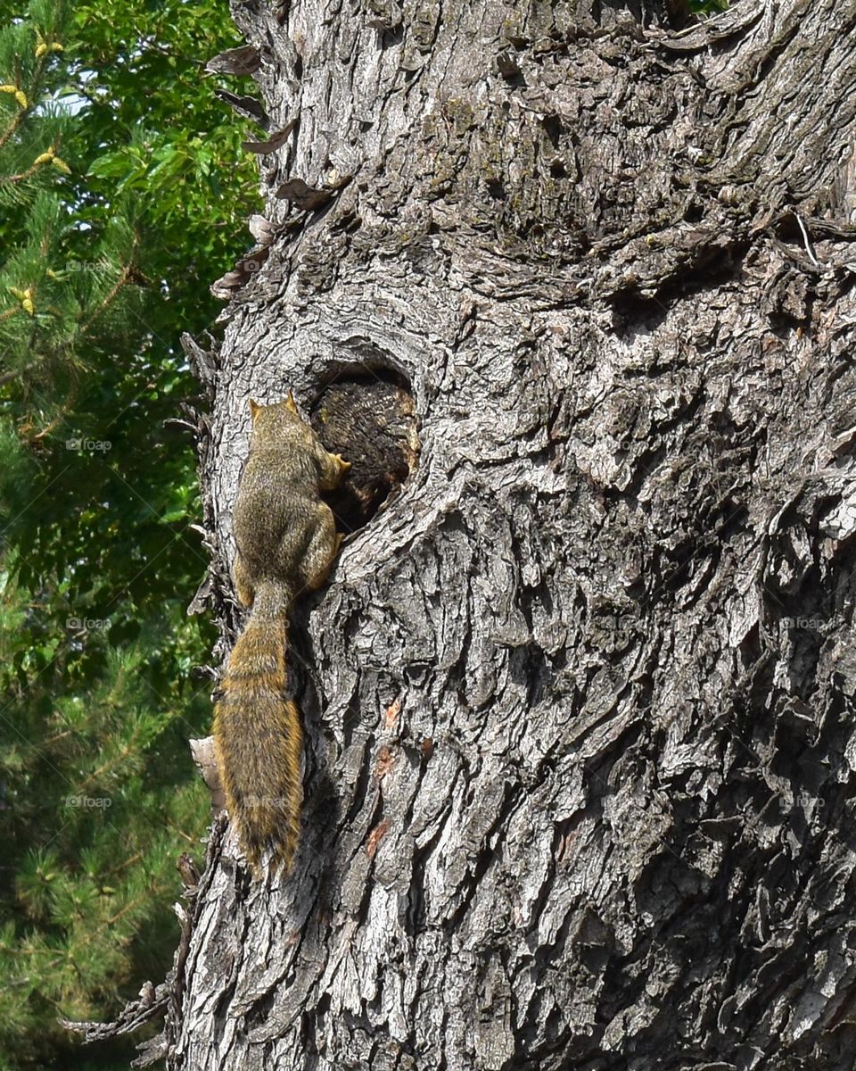 Gray squirrel (Sciurus carolinensis) on a tree trunk