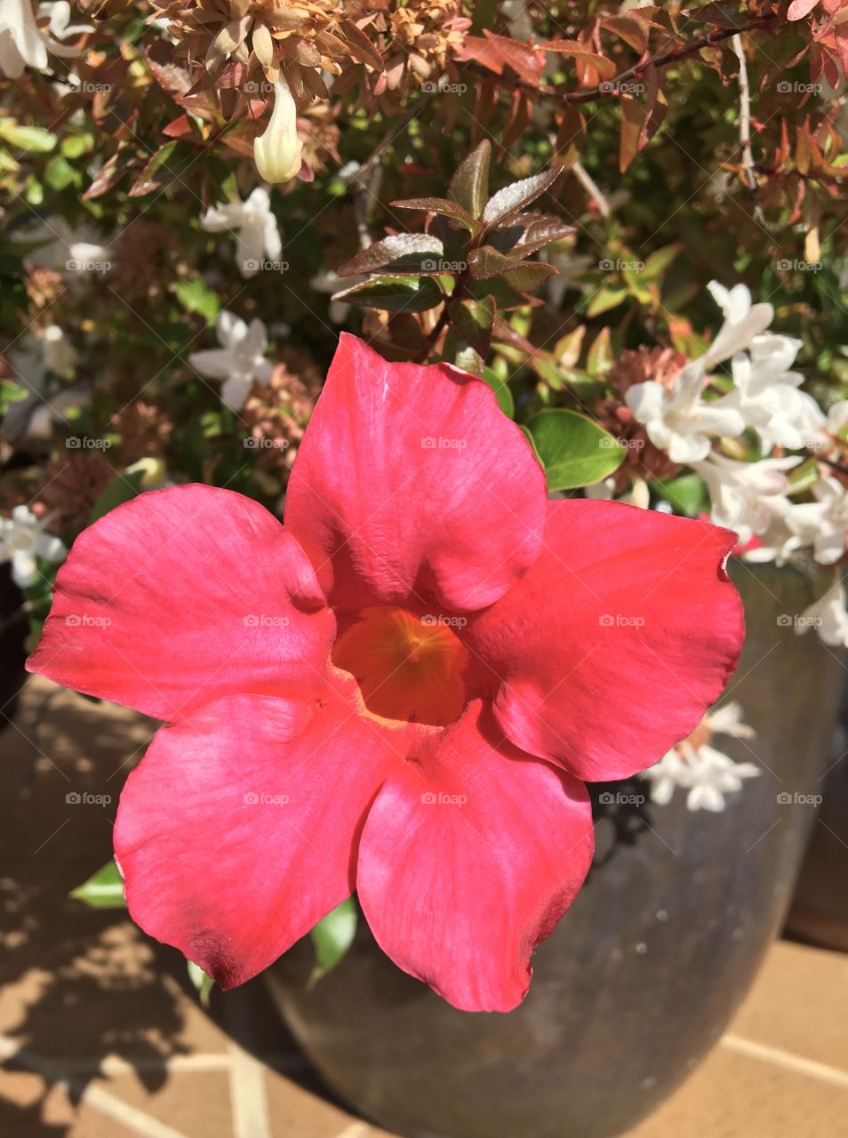 Bright flower in sun 