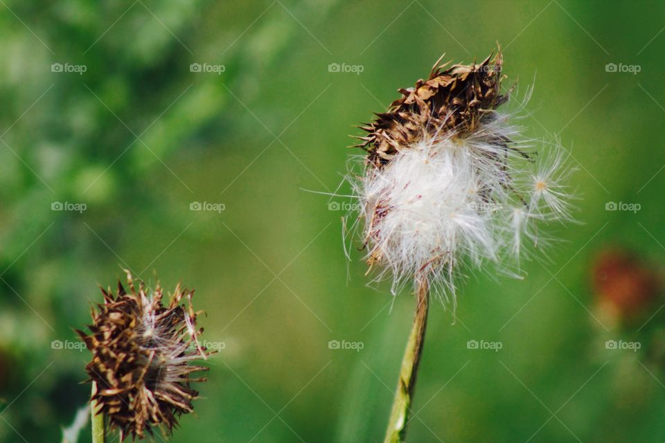 NoddingThistle seeds