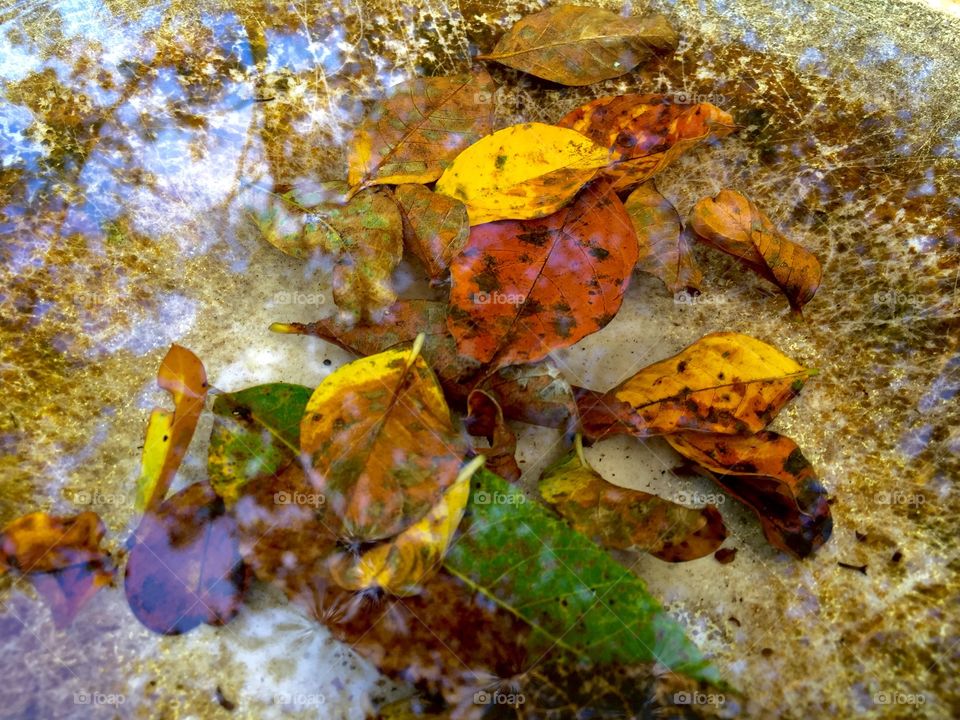 Reflection of a tree after a rain with Autumn foliage