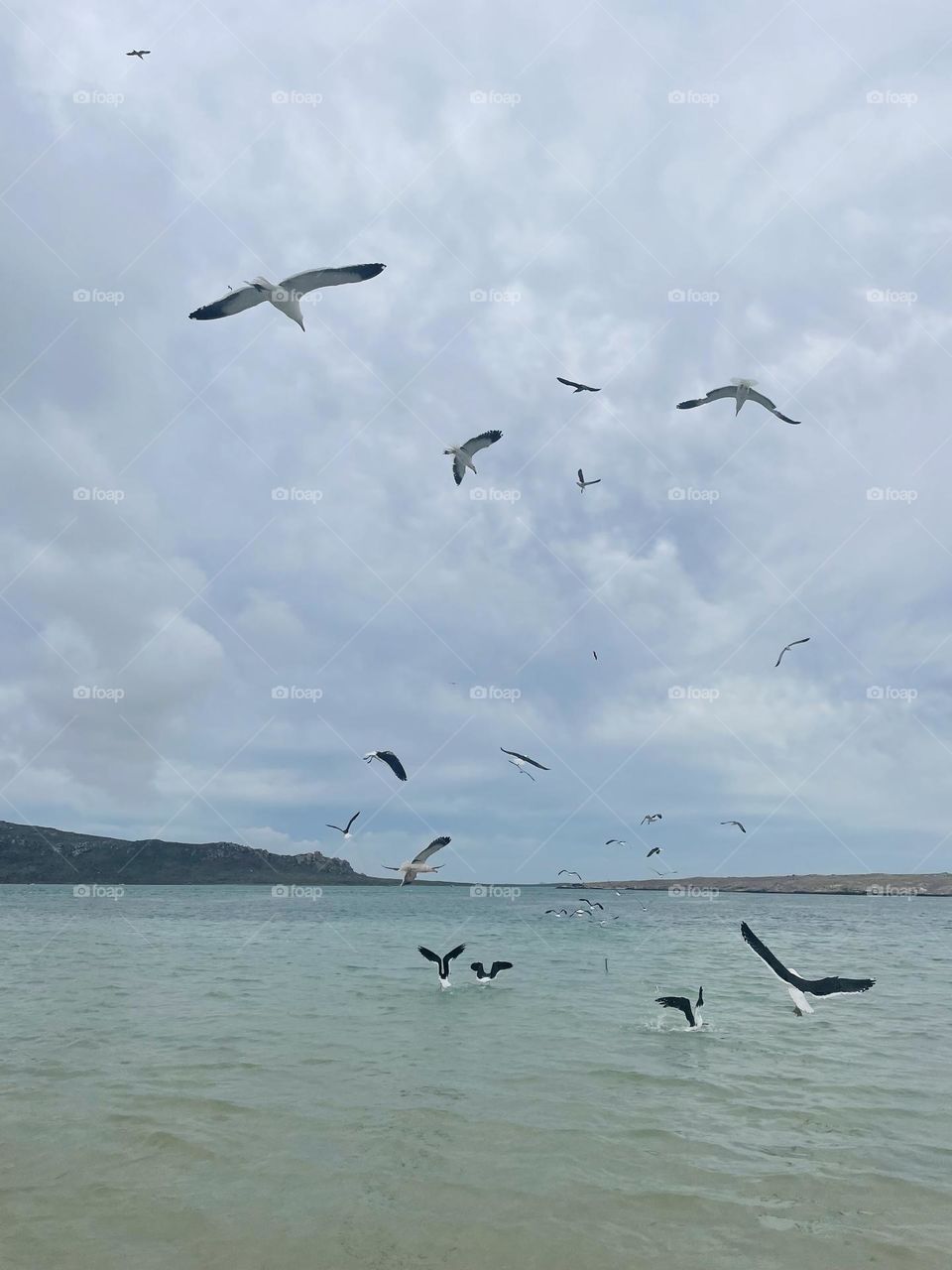 Catch of the day. Bird family. 