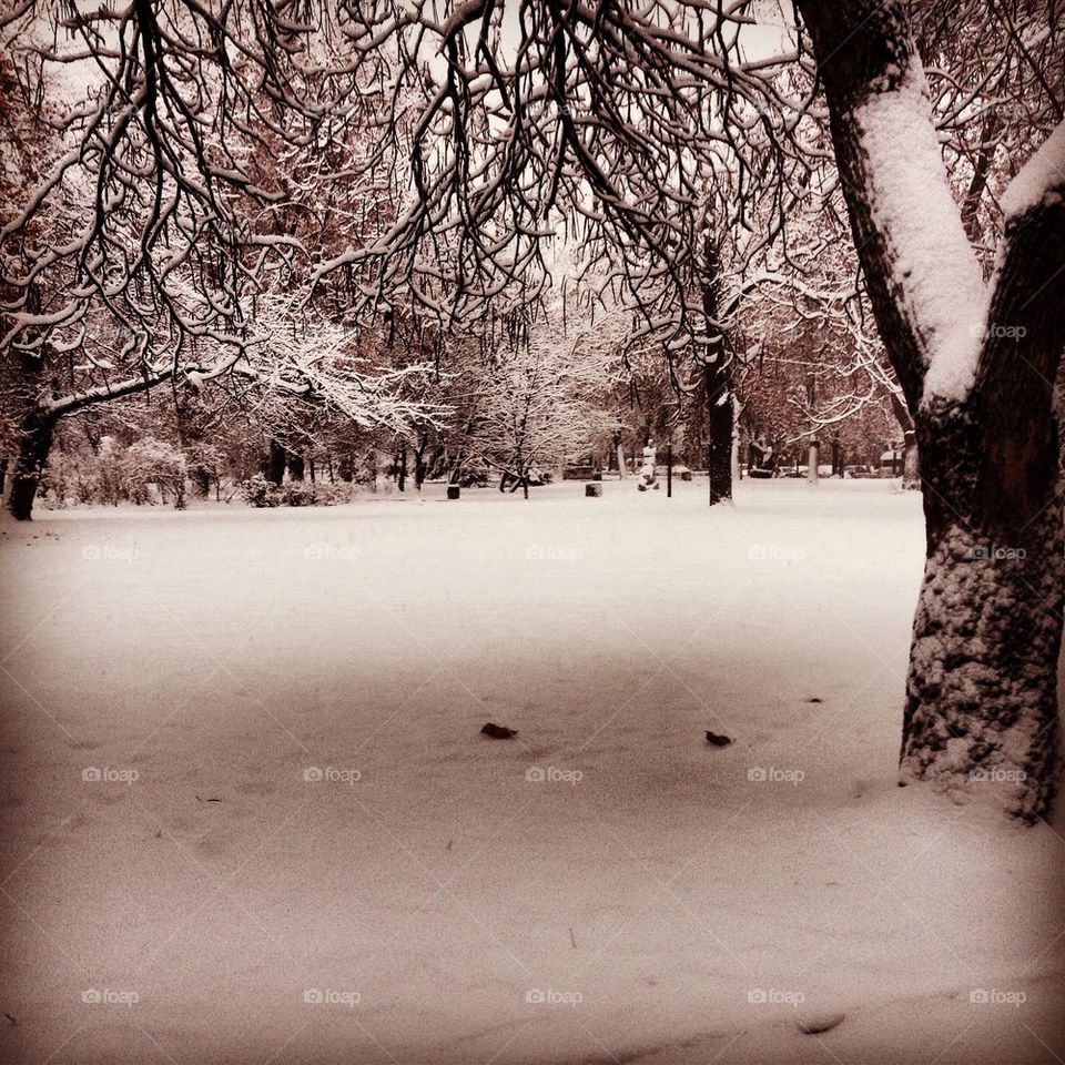 snow winter morning tree by severina1