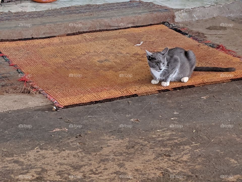 Morocco cat