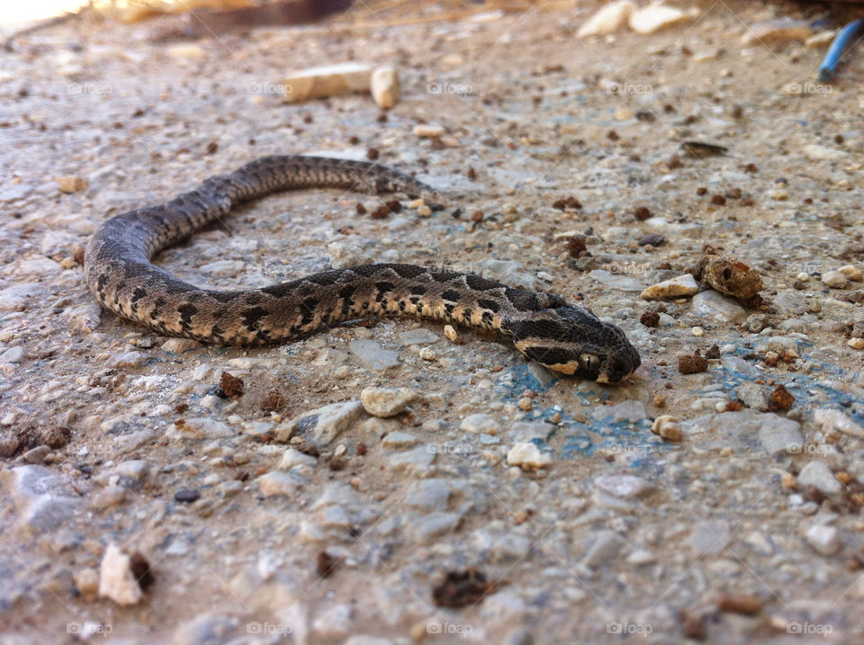 snake israel viper by yonideporto