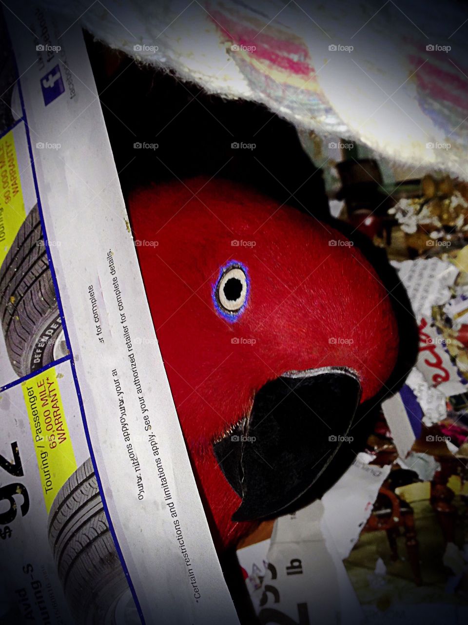 Peek a Boo Parrot 