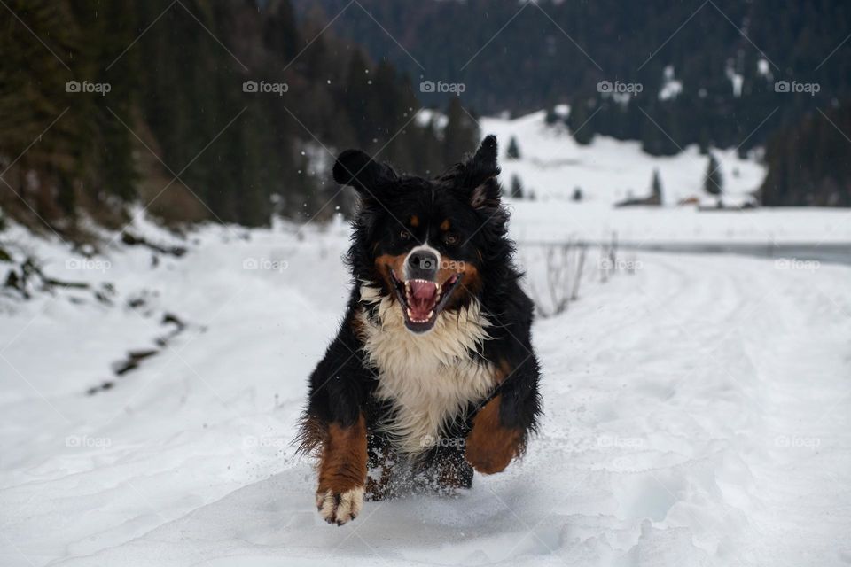 Dog bernese mountain
