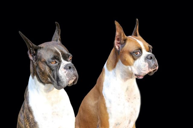 Pets background