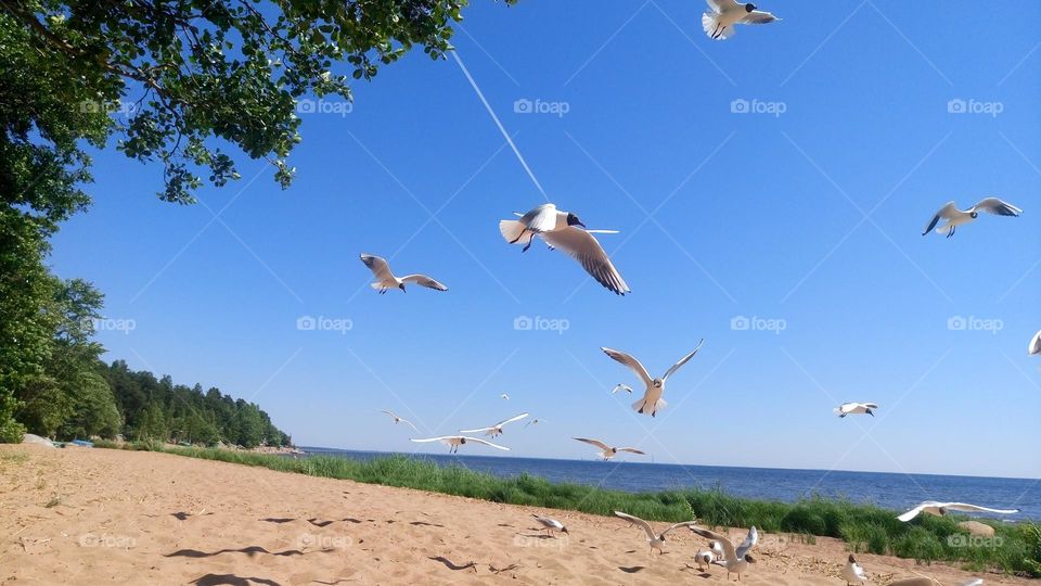 Amazing landscape 💙 Flight of birds🕊️💙🕊️  Summer time 💙